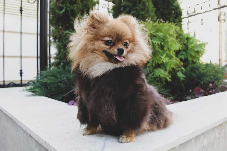 pelliccia per donna, accessori, riparazione pellicceria bettagio pellicce, rimessa a modello a Voghera, Pavia, Tortona e alessandria